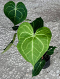 4" Anthurium Clarinervium 